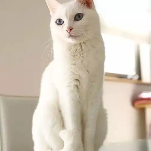  黑猫白猫下一代是什么猫