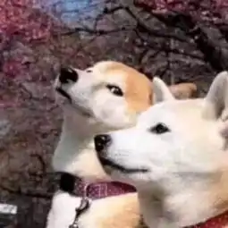  贺函唐晶甜蜜激吻简直甜到不行