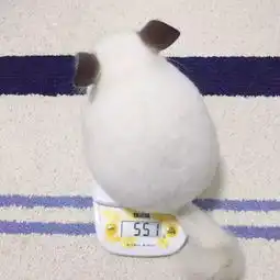  听说看到这样萌萌哒的龙猫,你的愿望也会实现