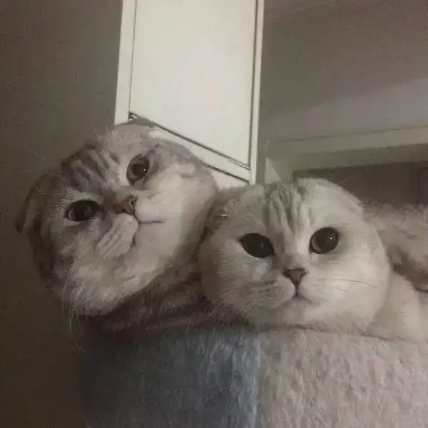 我有一个喜欢把猫当成猪来养的闺蜜,公猫都能被养胖到像是怀孕