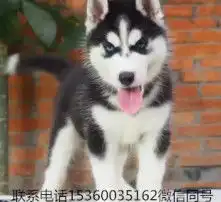  黄页88高清图片