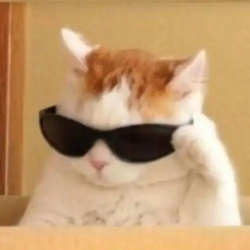  不看这灵魂画作,你不知道猫片还能有这种姿势