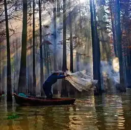江浙沪水上森林合辑,现在去刚刚好,第一个就在泰州