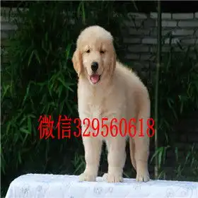  大庆哪里出售金毛犬出售美系美系金毛精品纯种金毛幼犬金毛犬图片