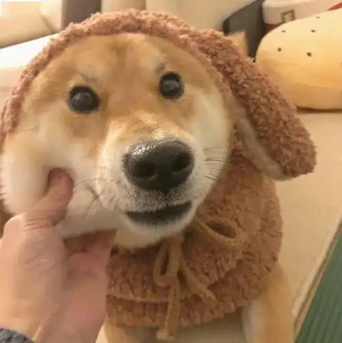  狗狗头像萌宠头像沙雕头像,大家今晚吃什么呀