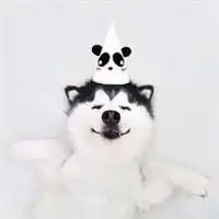  哈士奇头像搞笑图片犯二微信头像图片大全