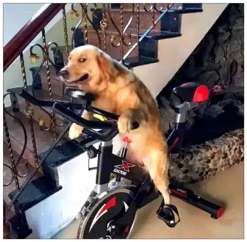  男主醉酒回家,硬逼着金毛骑车,狗子随后的表情让全家人笑喷了