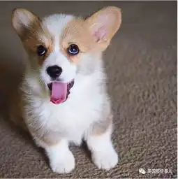  关于柯基,除了腿短臀翘还有神马想说的么