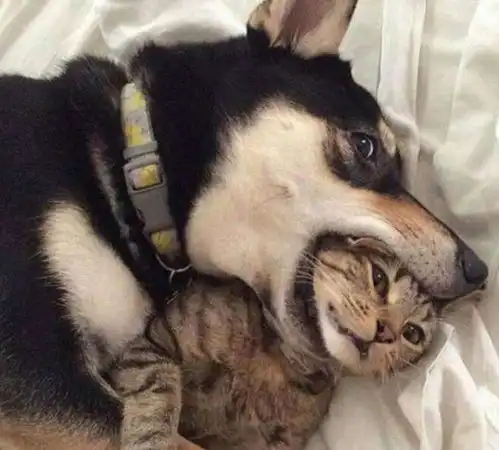  你家狗狗吃醋之后是什么样子的这5种反应中了吗