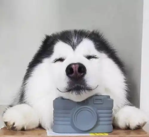  美国最美的混血哈士奇,笑起来咪咪眼,可爱死了