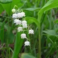  微信植物图片微信头像图片大全