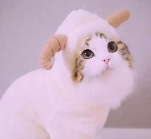  总有铲屎官想撩朕