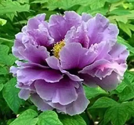  明日国庆祝福送上,越快打开越好