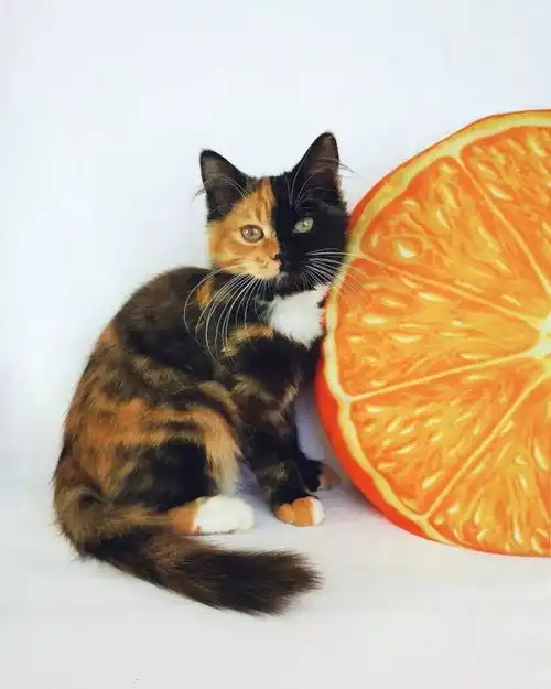  ins上有位妹子养了一只喵,从右边看是橘猫,从左边是黑猫像精灵一样