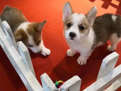  图哪里有售纯种柯基柯基多少钱柯基的价格图片成都宠物狗