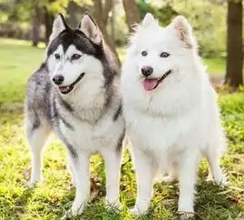  萨摩耶背部脱毛,萨摩耶后背掉毛