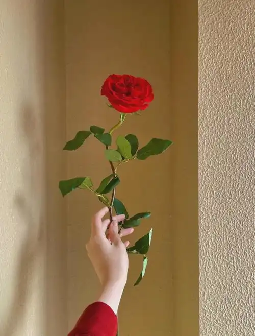  心理测试你想手握哪朵花,测测你最令他人忌惮的特质是什么