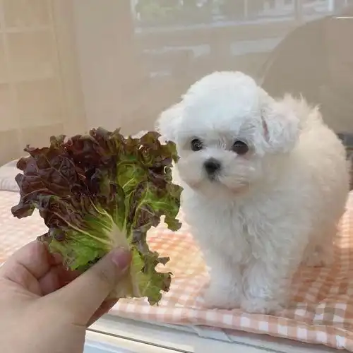 超可爱的狗狗头像