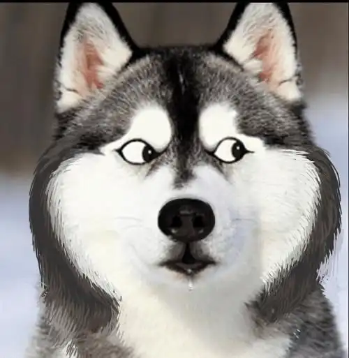  你知道十二星座适合养什么狗狗吗