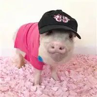  猪情侣头像可爱头像一左一右2017全是猪系列情侣头像最新