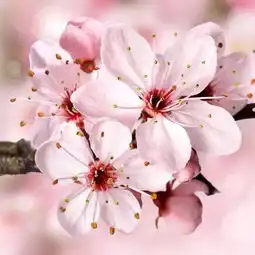  乱花渐欲迷人眼送你春季赏花宝典