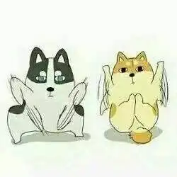  喜欢猫猫狗狗的小伙伴不可错过的萌宠情侣头像