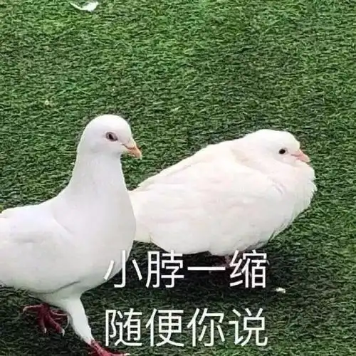  喵咪烘干机有必要买吗