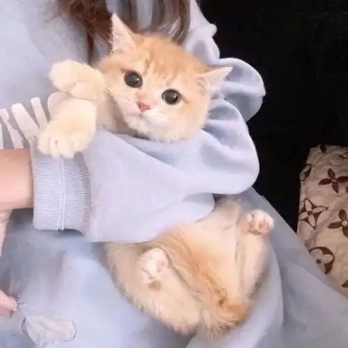  抱猫头像爱意随风起却不随风散