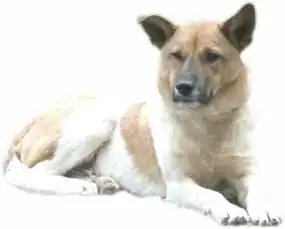  求和这只猫情侣头像,要一只狗