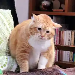 听说猫咪都是液体做的不过,橘猫除外