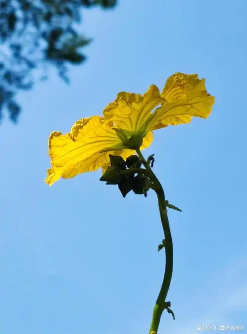 迎着朝阳露笑脸,丝瓜花儿金灿灿