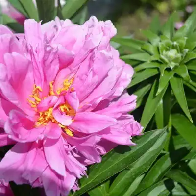  牡丹花头像娇艳迷人的牡丹花图片