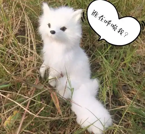  情人节骚气更新网友我要做最妖的小狐狸