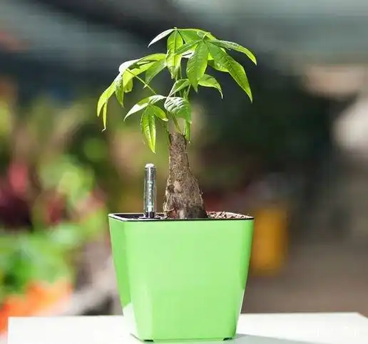  发财树上的,这是什么虫子呀