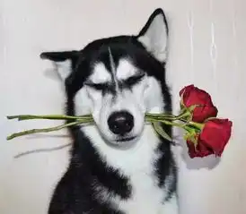  这是一只因表情清冷而走红的哈士奇帅气