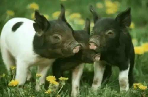  属猪人10月一定要珍惜的3个人,助你下半年好运不断横财入门