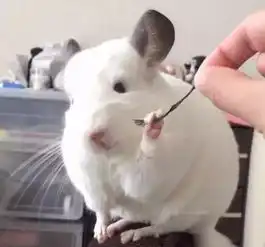  为什么家里的龙猫爱咬笼子