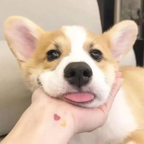  狗子出现尿频血尿可能是尿道炎,快来看看你家狗子中招没