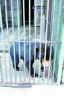 动物园科普馆免费开放为牛起名字邀情侣放鸳鸯春节期间多项活动迎接市民