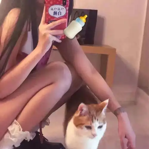  抱猫头像爱意随风起却不随风散