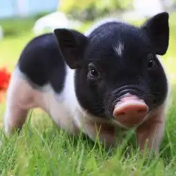  xiehongbao的美拍美拍让短视频更好看