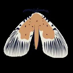  图片免费下载飞蛾素材飞蛾模板千图网