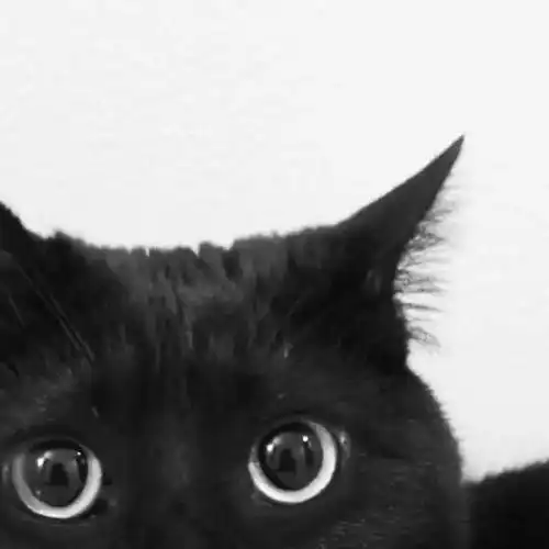  一大波黑煤球来袭,准备好你的小心脏