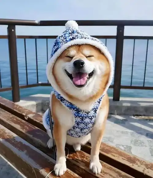狗子脾气太倔柴犬当排第一,但养成为所欲为习惯的狗子同样脾气倔