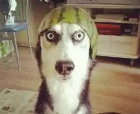 第一次看到这么会抢镜的哈士奇,画面充满了二