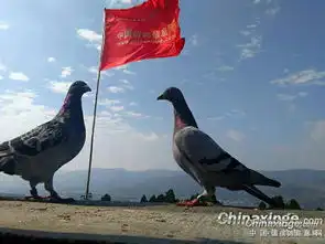 如果养鸽太痴,真能养出一大批神经病有人鸽窝卫生一片狼藉,却大言不惭地提倡给鸽子洗粮食让我说,鸽子是自然界里的鸟,我们养它的目的是比赛,虽然要多用心,但没必要把它从大自然里