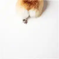  可爱搞笑的柯基头像微信头像图片大全