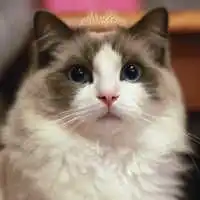  微信头像灿烈大全