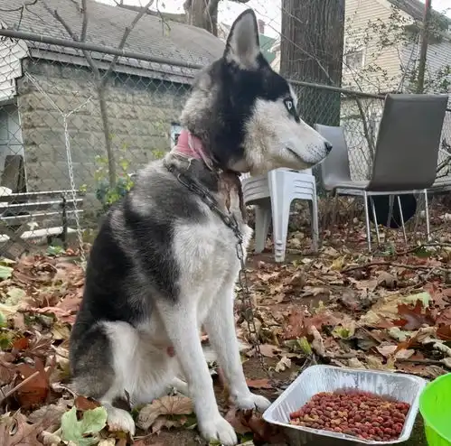  情侣搬家却将哈士奇锁在后院,狗狗被发现时锁链已经勒进了肉里