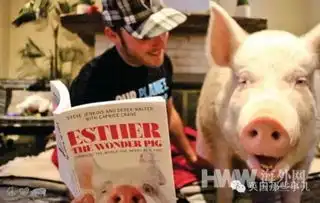  当年眼瞎买的迷你猪原形毕露却让他们崩溃